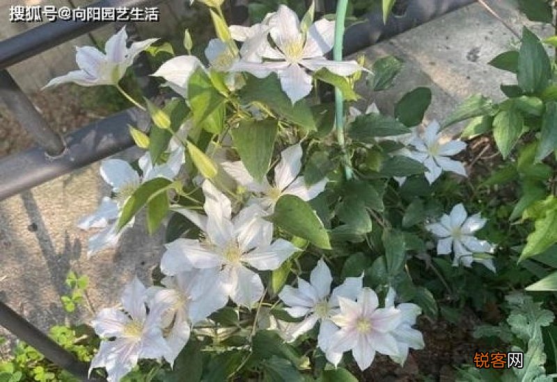 铁线莲用什么土