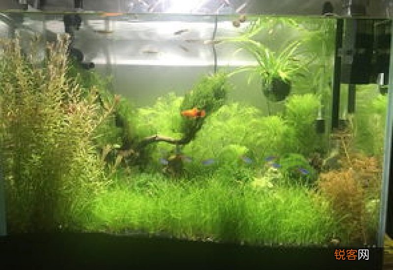 水草矮珍珠一般可以活多久