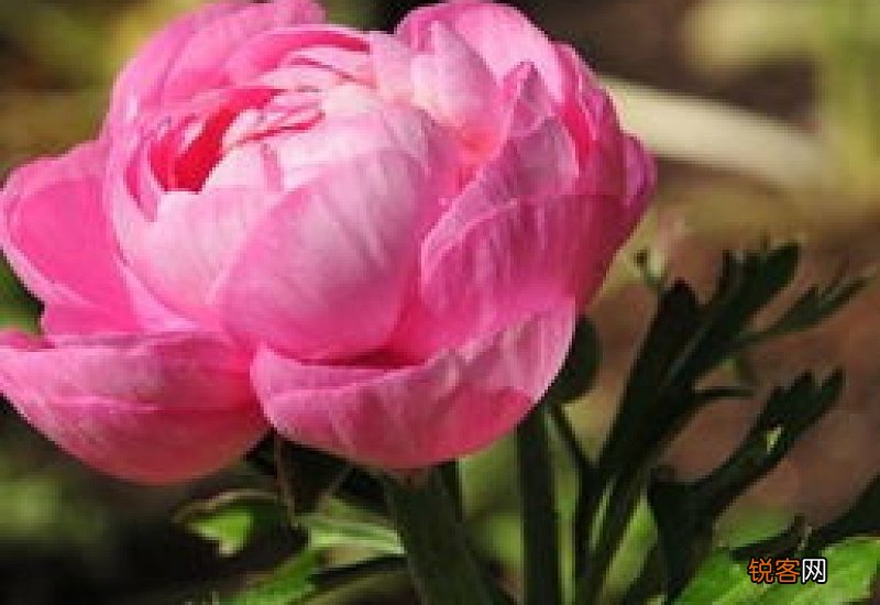 芹叶牡丹叶子发黄怎么办