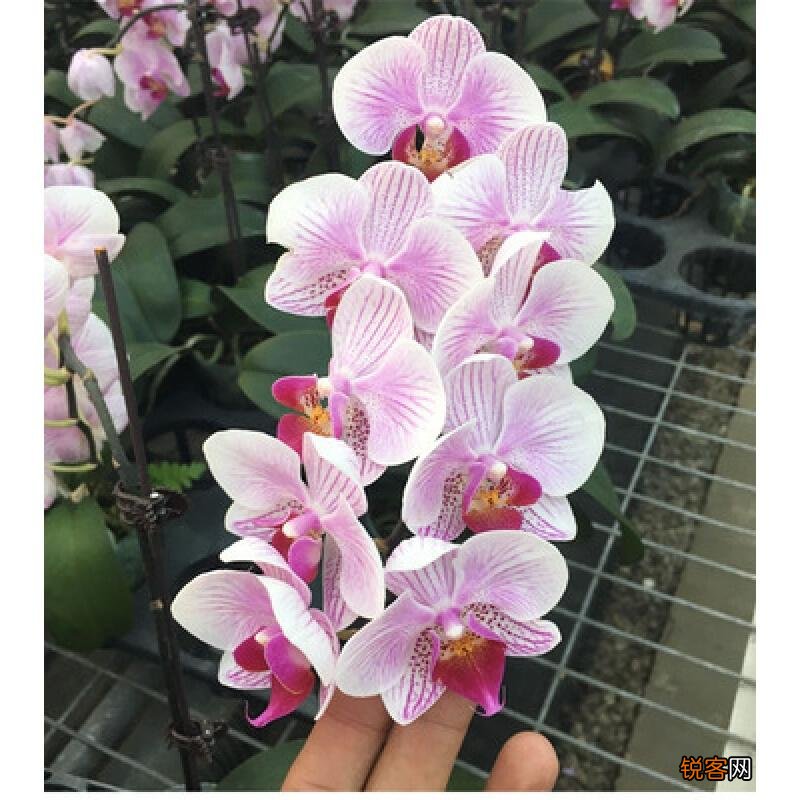 蝴蝶兰的花语和寓意 蝴蝶兰的象征意义