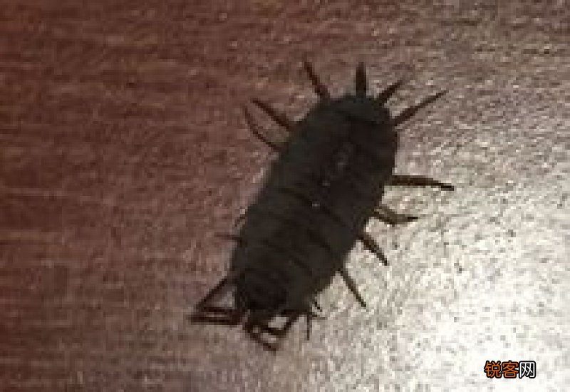 家里到处都是米虫,如何清除?