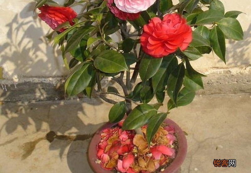 茶花掉叶怎么办