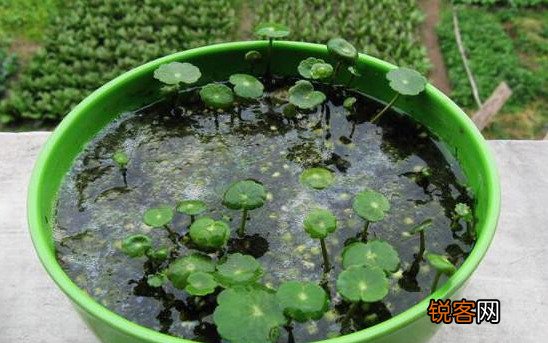 插花水里放盐还是糖 哪个效果更好