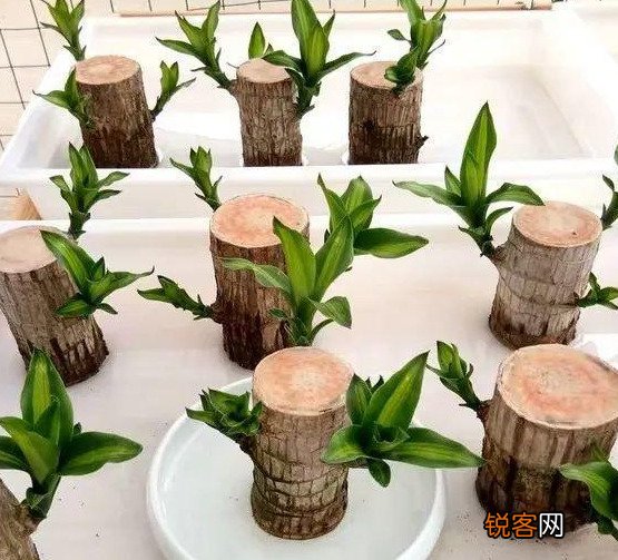 插花水里放盐还是糖 哪个效果更好