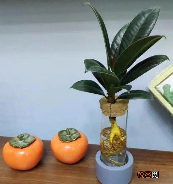 插花水里放盐还是糖 哪个效果更好
