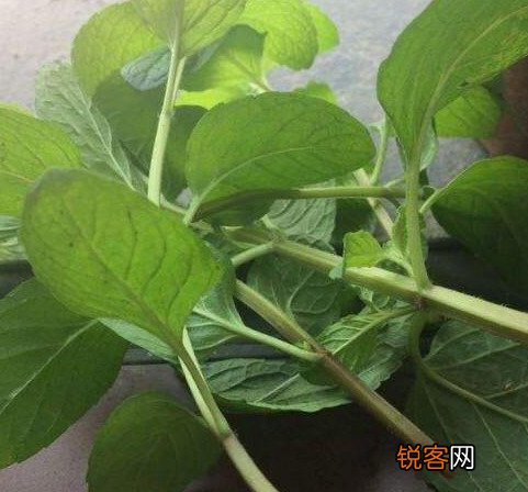 插花水里放盐还是糖 哪个效果更好