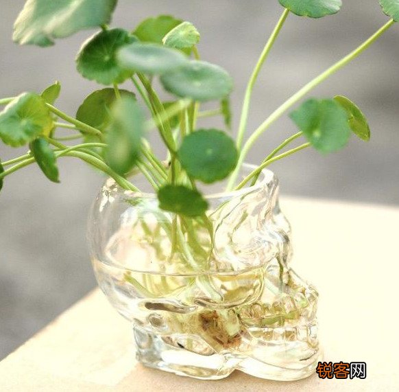 插花水里放盐还是糖 哪个效果更好