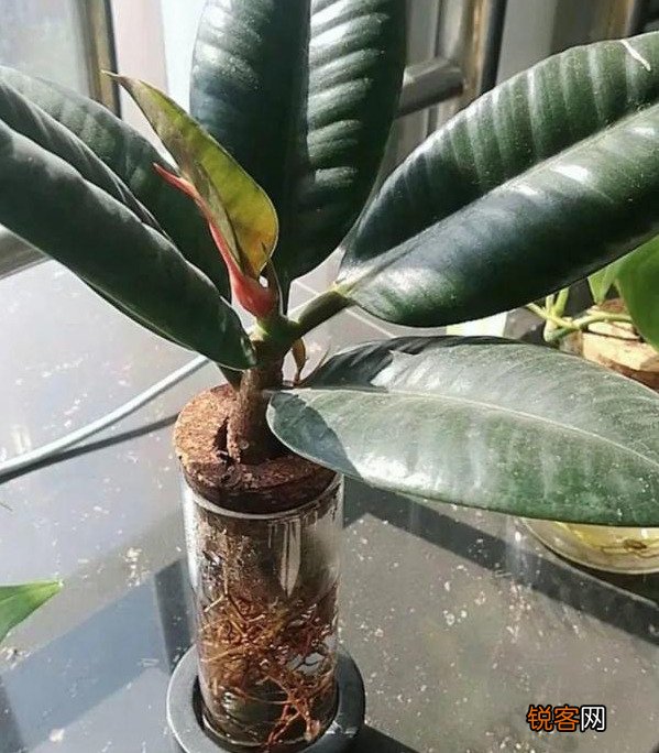 插花水里放盐还是糖 哪个效果更好