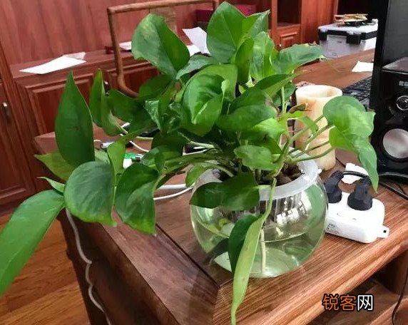 插花水里放盐还是糖 哪个效果更好