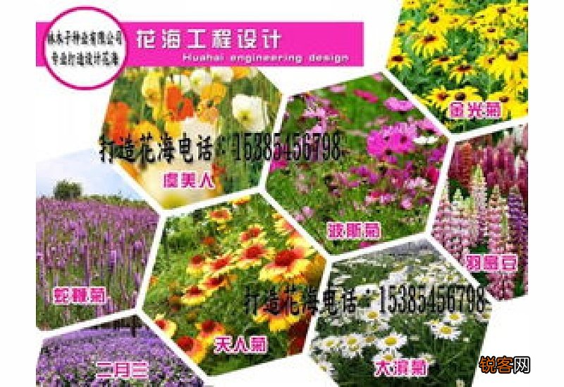 夏季适合播种什么花卉种子