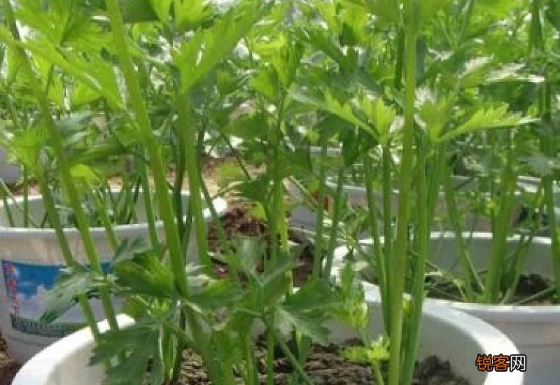 江西冬天适合种什么菜