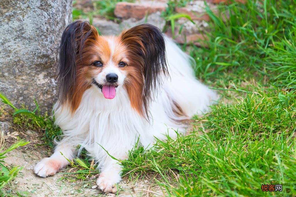 最听话的6种小型犬 适合喜欢撸狗的你