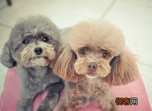 最听话的6种小型犬 适合喜欢撸狗的你