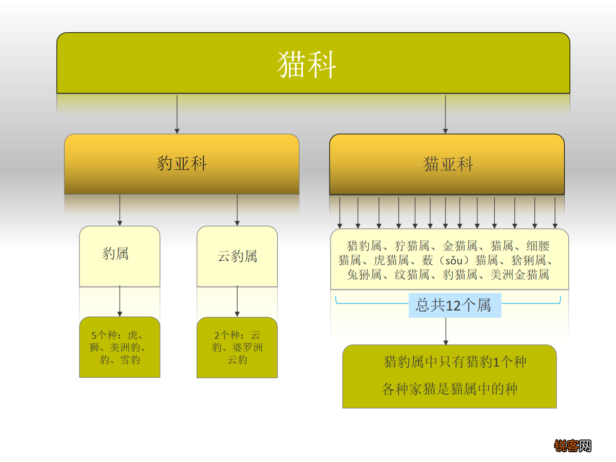 为什么人类觉得猫科动物可爱 从古至今都不改变