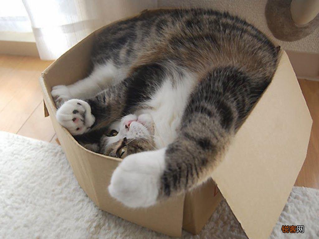 为什么人类觉得猫科动物可爱 从古至今都不改变