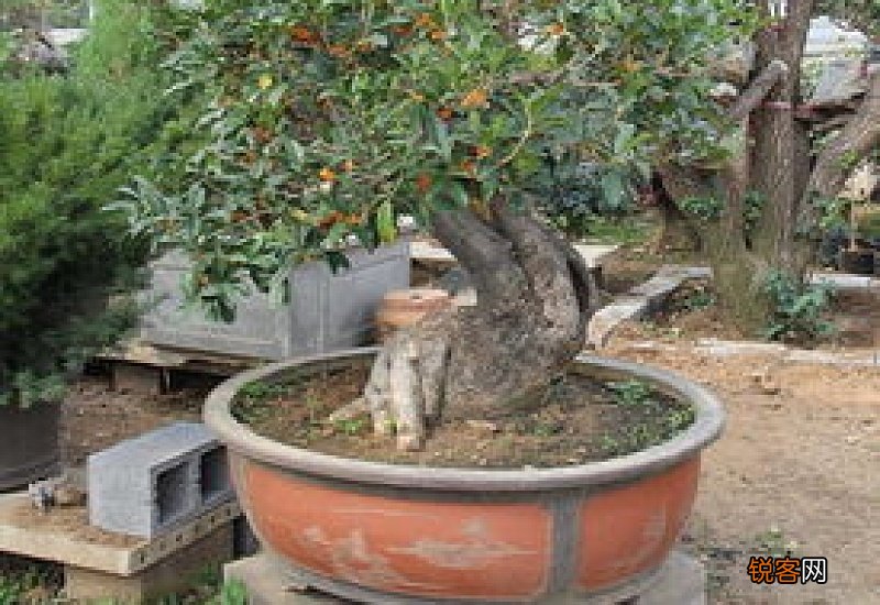 桂花树截杆留树桩时间