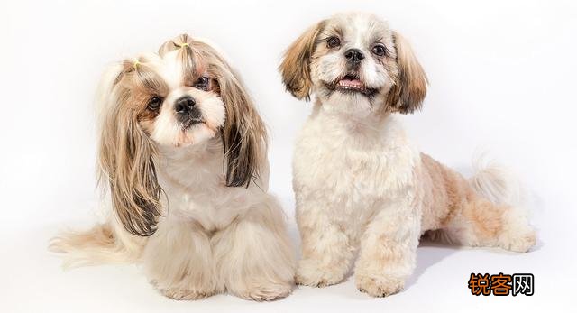 西施犬的特点和性格 了解这几点让你爱上它