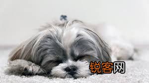 西施犬的特点和性格 了解这几点让你爱上它