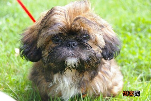 西施犬的特点和性格 了解这几点让你爱上它