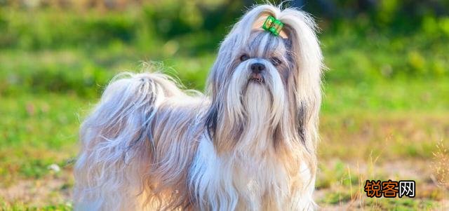 西施犬的特点和性格 了解这几点让你爱上它