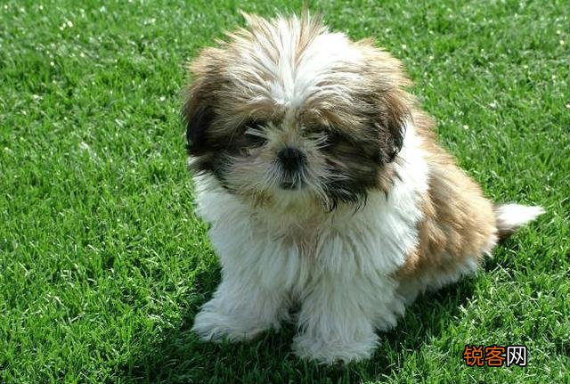 西施犬的特点和性格 了解这几点让你爱上它