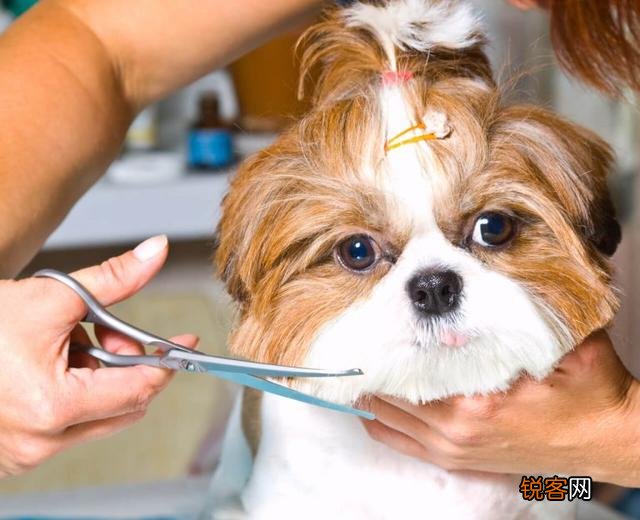 西施犬的特点和性格 了解这几点让你爱上它