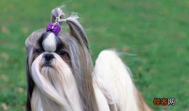 西施犬的特点和性格 了解这几点让你爱上它