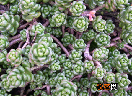 玉米石多肉植物怎么养 养殖注意事项和详细方法