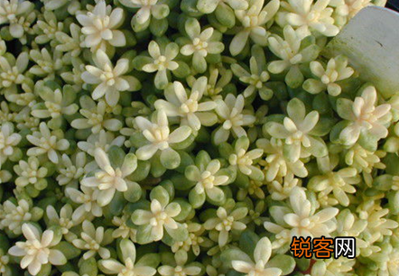 玉米石多肉植物怎么养 养殖注意事项和详细方法