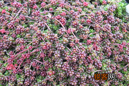 玉米石多肉植物怎么养 养殖注意事项和详细方法