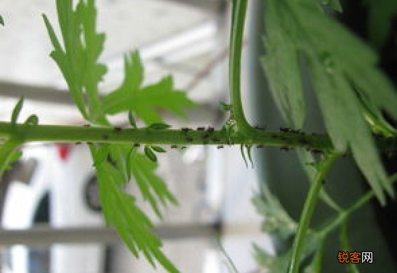 小蚊子密密麻麻怎么灭