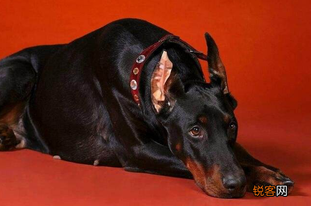 狗狗智商排名 都是聪明的犬种，秒懂主人的意思