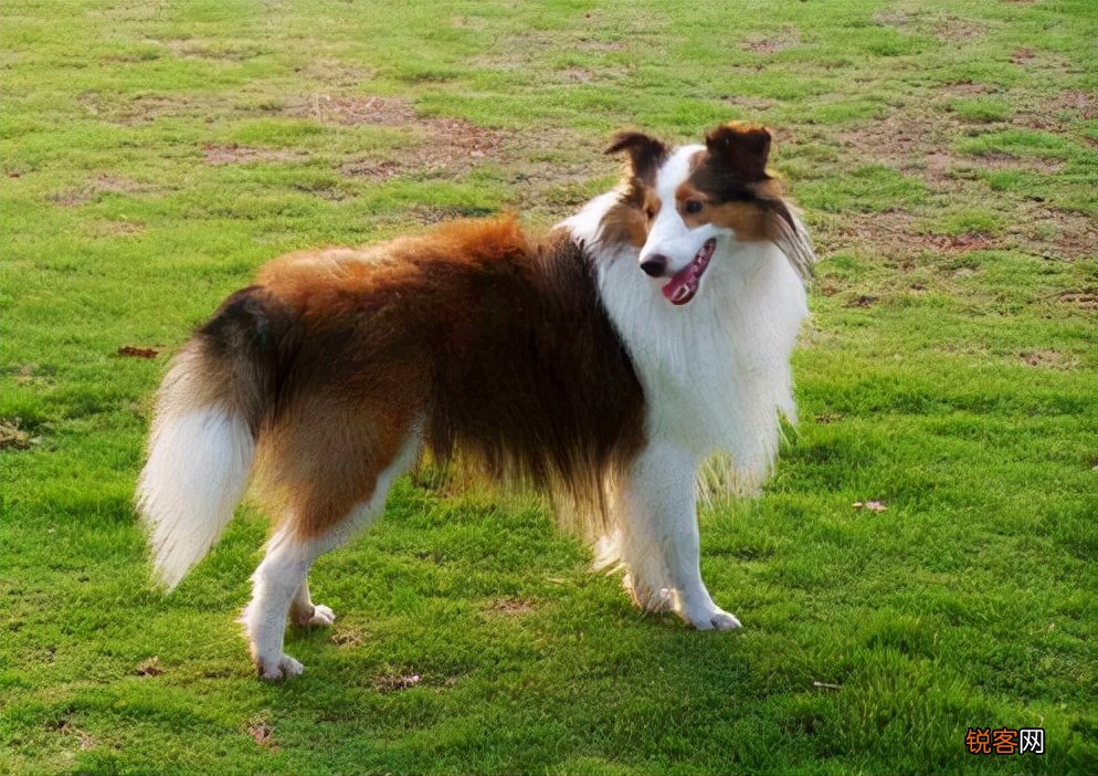 狗狗智商排名 都是聪明的犬种，秒懂主人的意思