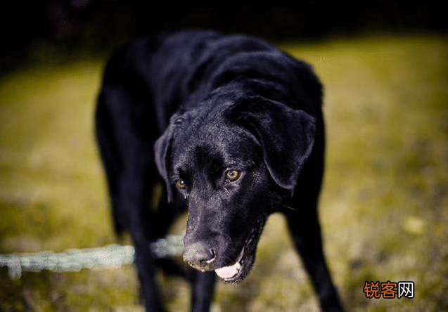 狗狗智商排名 都是聪明的犬种，秒懂主人的意思
