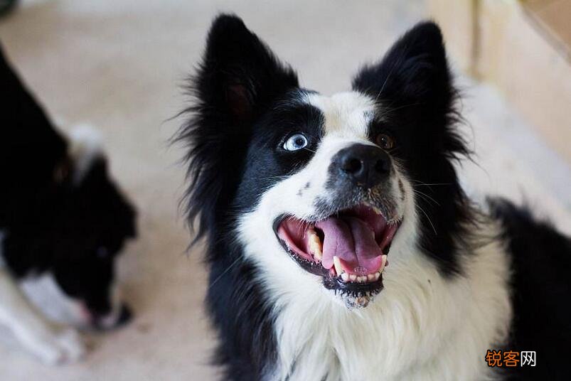 狗狗智商排名 都是聪明的犬种，秒懂主人的意思