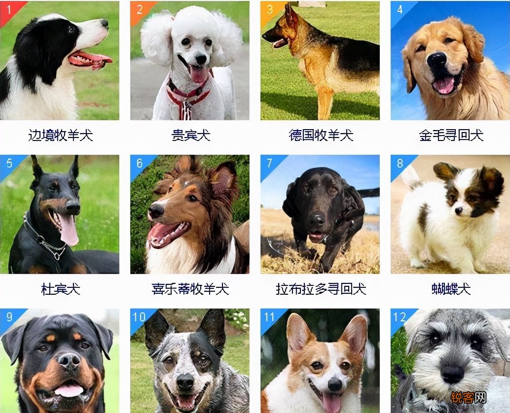 狗狗智商排名 都是聪明的犬种，秒懂主人的意思