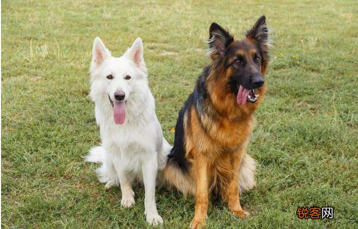 狗狗智商排名 都是聪明的犬种，秒懂主人的意思