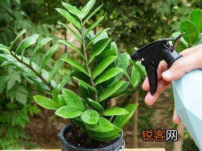金钱树的养殖方法 金钱树养护技巧