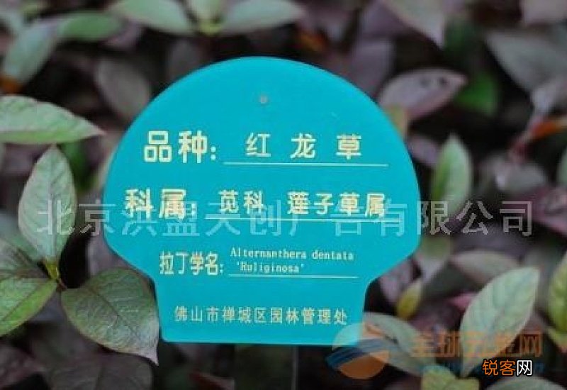 保护树木的标识牌