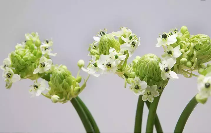 各种鲜花的花语与寓意 不同的颜色寓意也不一样