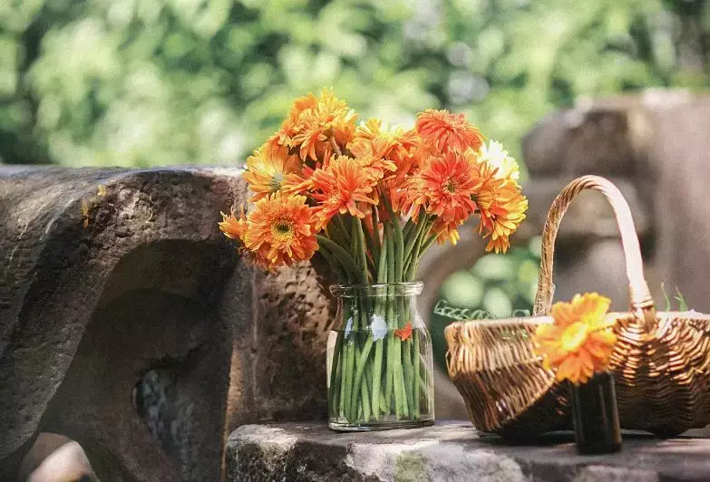 各种鲜花的花语与寓意 不同的颜色寓意也不一样