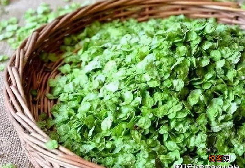 榆钱野菜的做法 三种人不宜吃榆钱