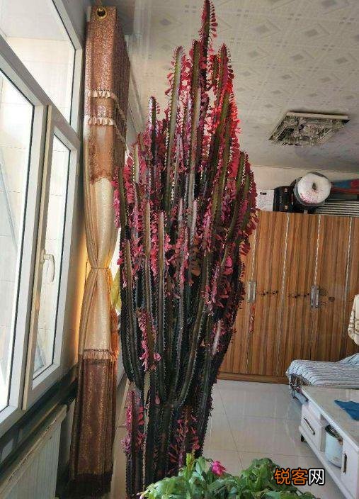 10种适合家养吉利花 不仅寓意好还利于健康