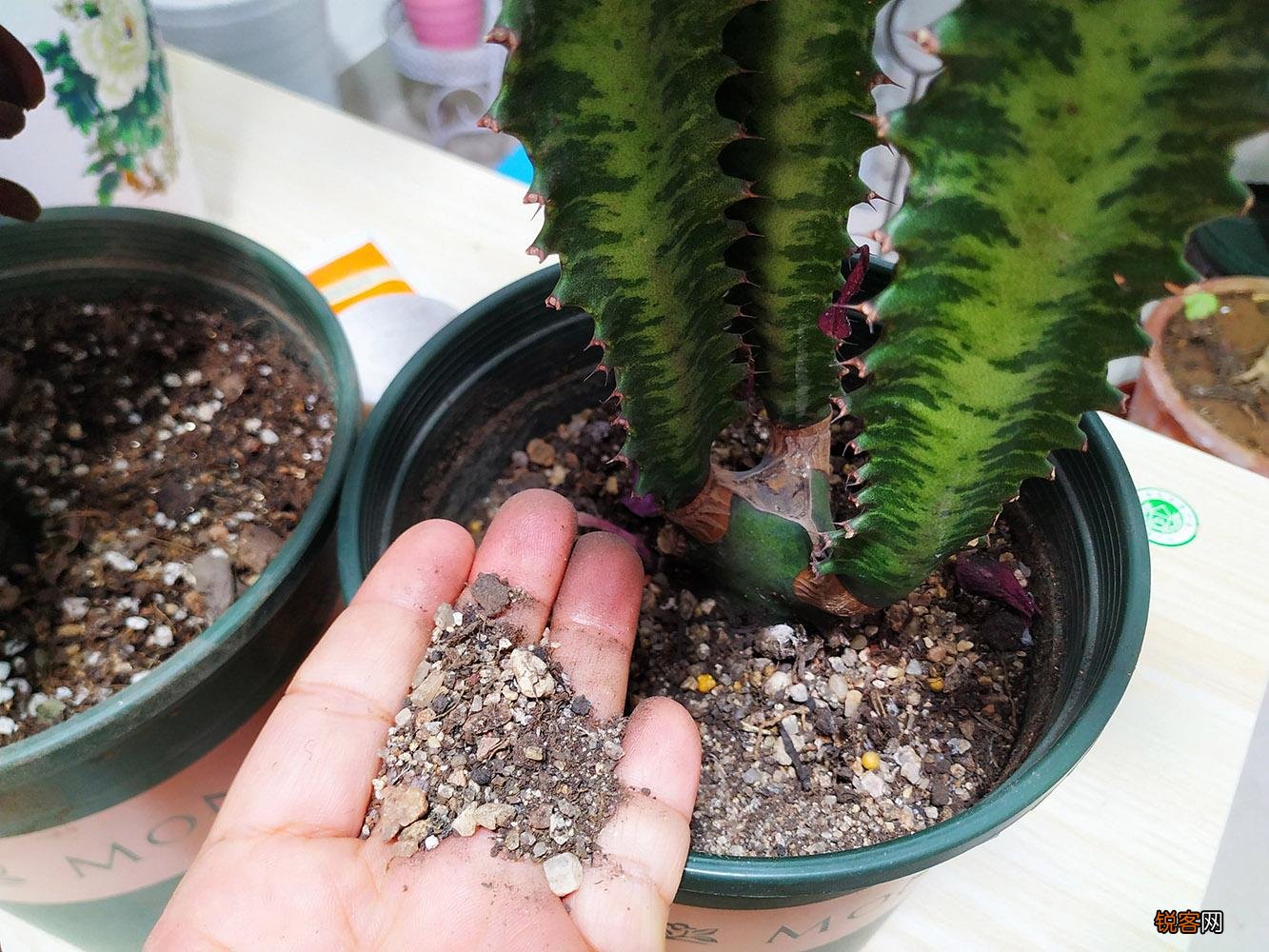 10种适合家养吉利花 不仅寓意好还利于健康