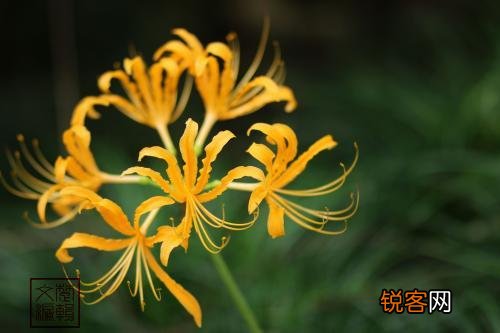 描写彼岸花的诗词 9首关于彼岸花唯美诗词