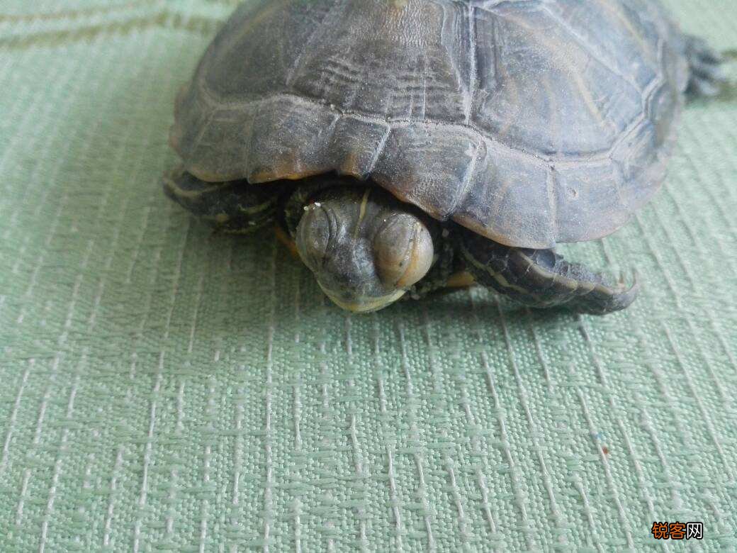 乌龟眼睛睁不开了怎么办 如何解决龟龟眼睛睁不开的问题