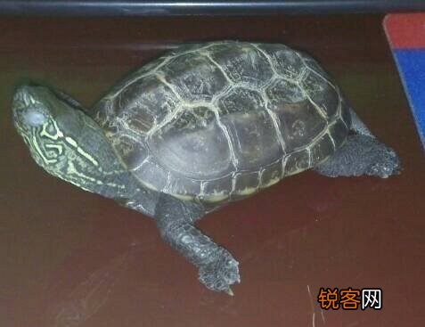 乌龟眼睛睁不开了怎么办 如何解决龟龟眼睛睁不开的问题