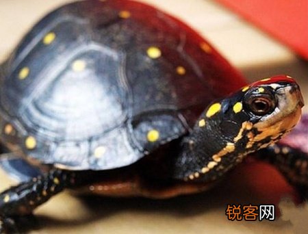乌龟眼睛睁不开了怎么办 如何解决龟龟眼睛睁不开的问题