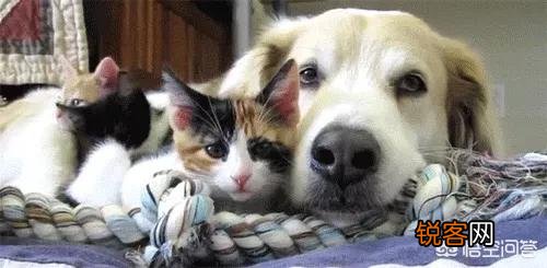 家里猫狗双全是什么体验？
