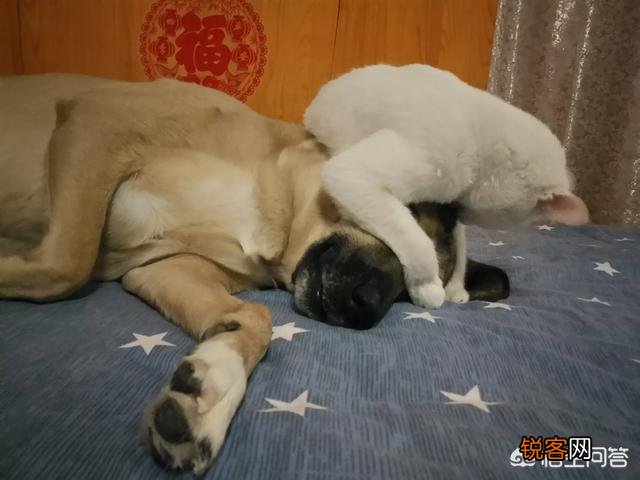 家里猫狗双全是什么体验？